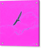 Black Birdie In Pink Sky - Acrylic Print
