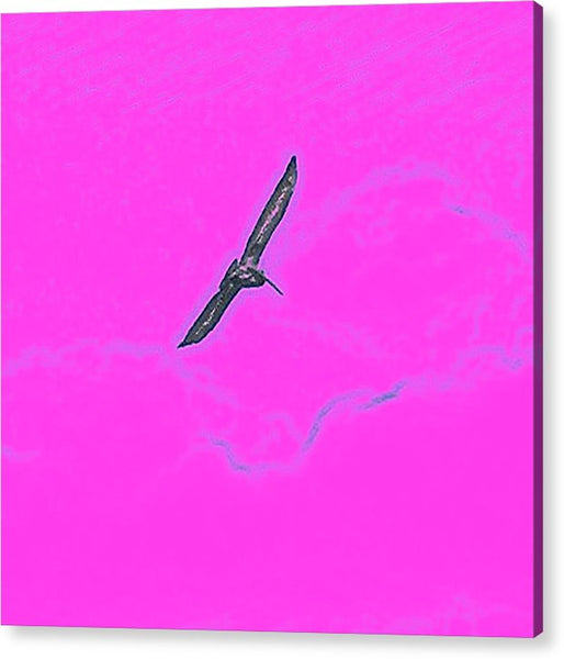 Black Birdie In Pink Sky - Acrylic Print